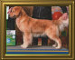 shilo_website001002.jpg