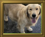 shilo_website001003.jpg