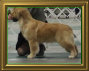 shilo_website001005.jpg