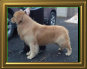 shilo_website001006.jpg