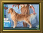 shilo_website001007.jpg
