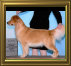 shilo_website001010.jpg