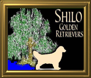 shilo_website001018.jpg