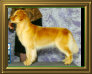 shilo_website001019.jpg