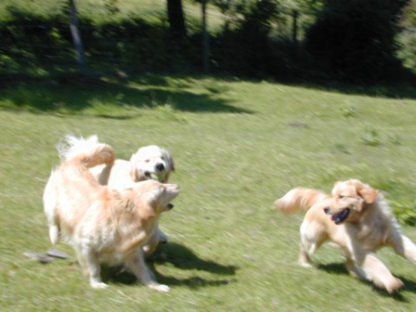 shilo_website014006.jpg